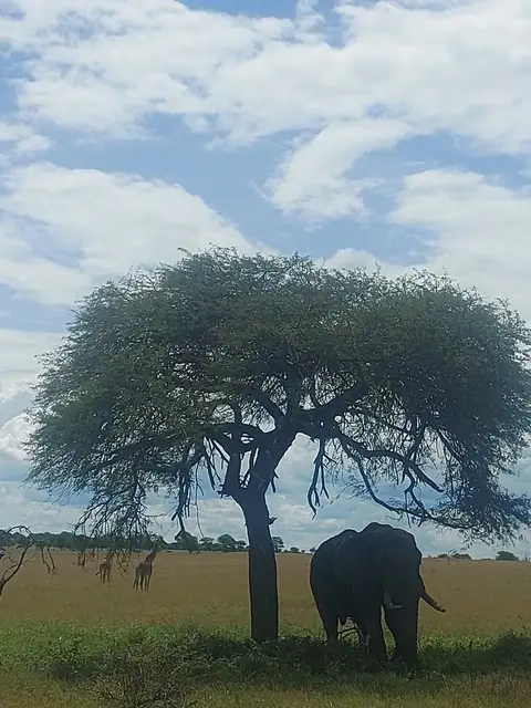 Elefante bajo una gran acacia en la llanura