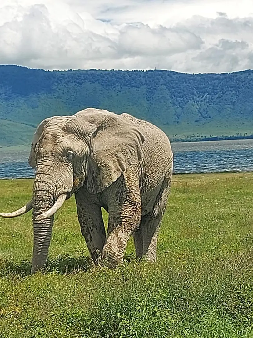 Gran elefante de colmillos largos en el cráter del Ngorongoro