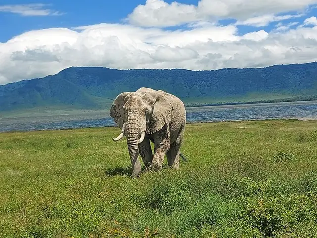 Elefante pastando frente a las paredes del cráter del Ngorongoro