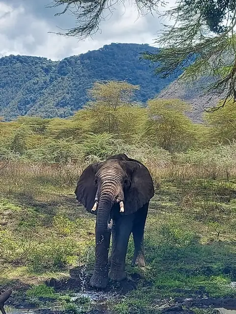 Elefante avanzando de frente en el cráter del Ngorongoro