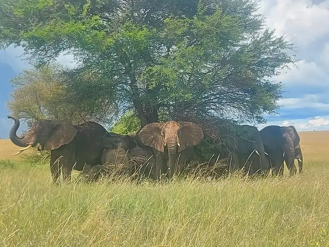 Manada de elefantes bajo una acacia en la hierba dorada