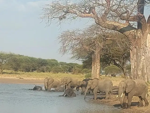Manada de elefantes bebiendo en el río bajo los baobabs