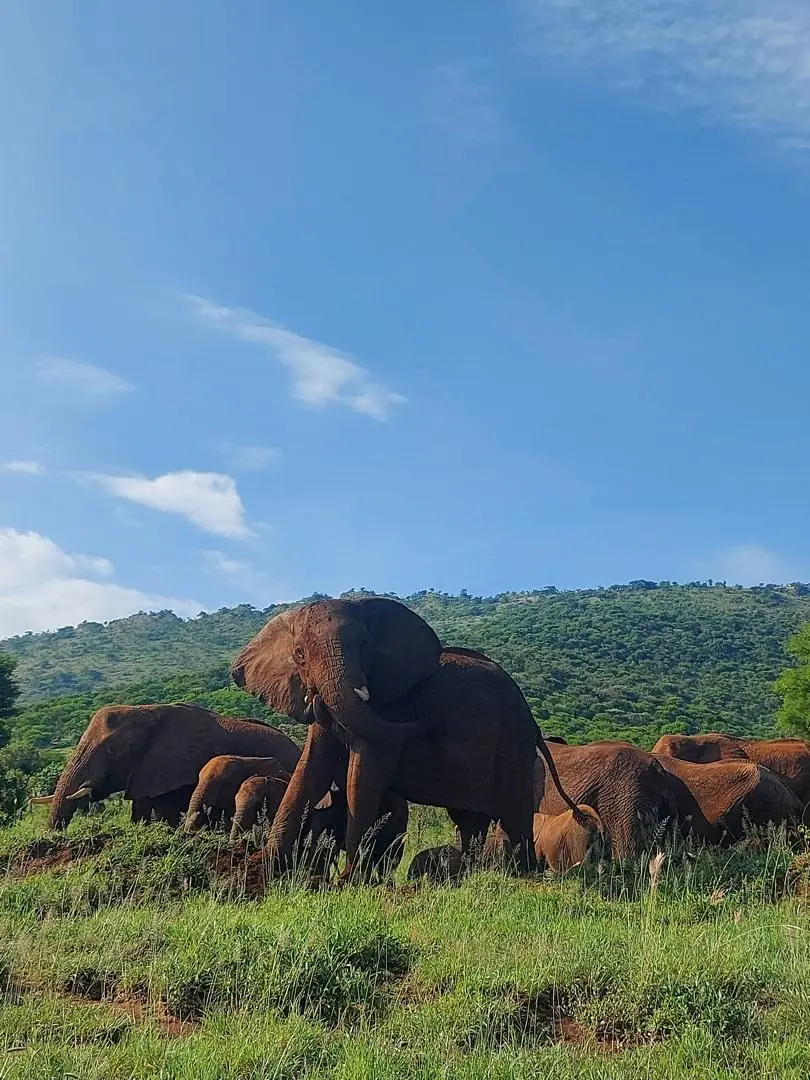 Manada de elefantes en las laderas del Ngorongoro