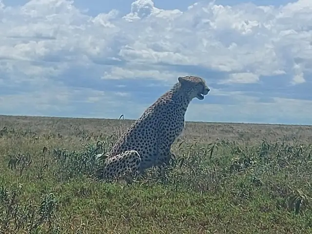 Guepardo sentado sobre el horizonte de la sabana