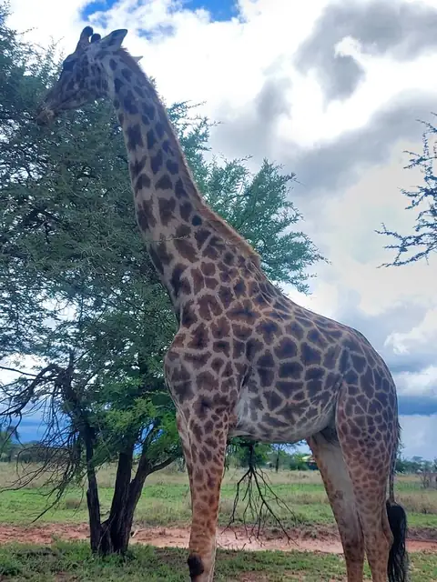 Jirafa junto a una acacia en la llanura