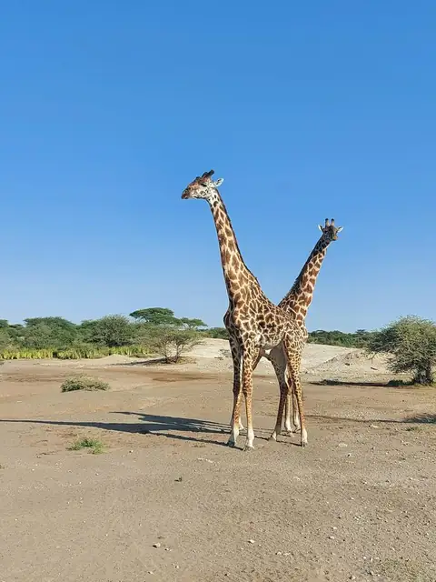 Pareja de jirafas cruzando el cuello en la llanura