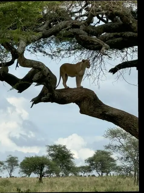 Un león descansa sobre la rama de una acacia