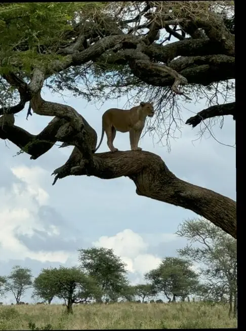Un león descansa sobre la rama de una acacia