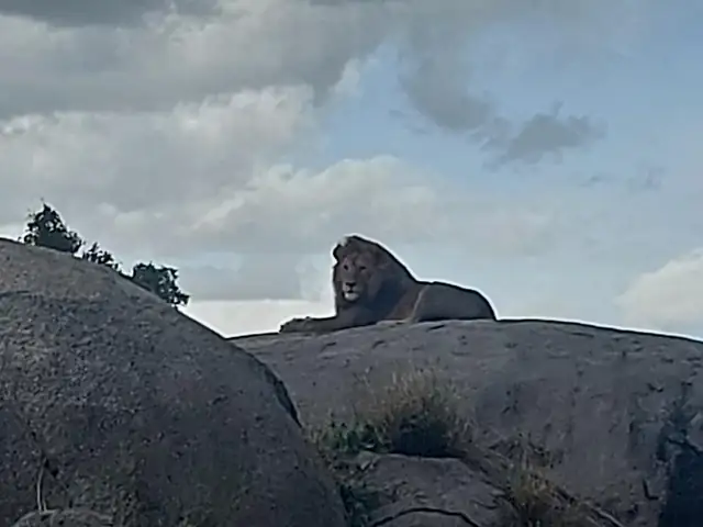 León macho vigilando la llanura desde un kopje del Serengeti