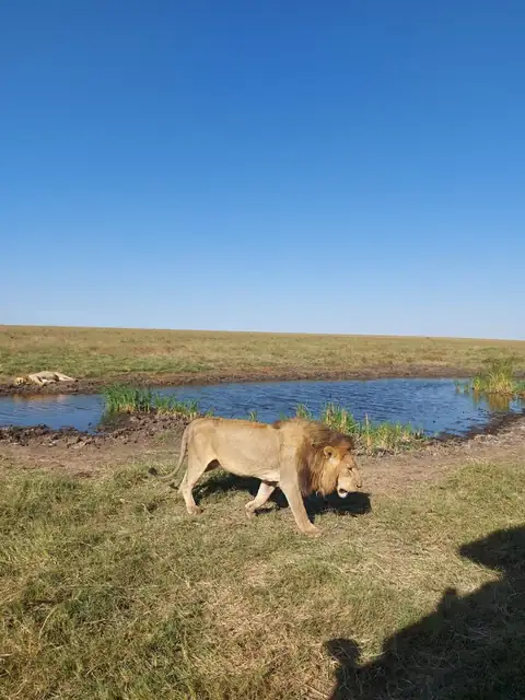 León caminando junto a una laguna