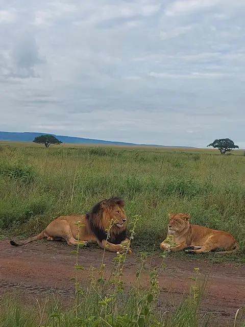 Pareja de leones tumbados en la pradera al borde de la pista
