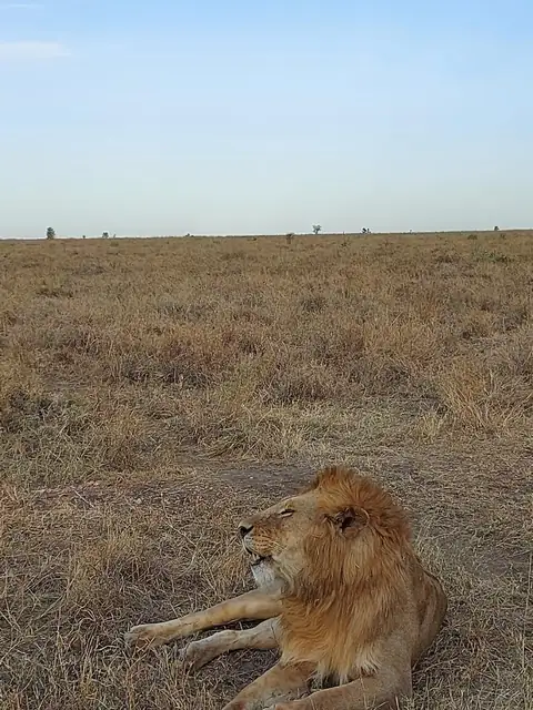 León macho tumbado en la llanura dorada