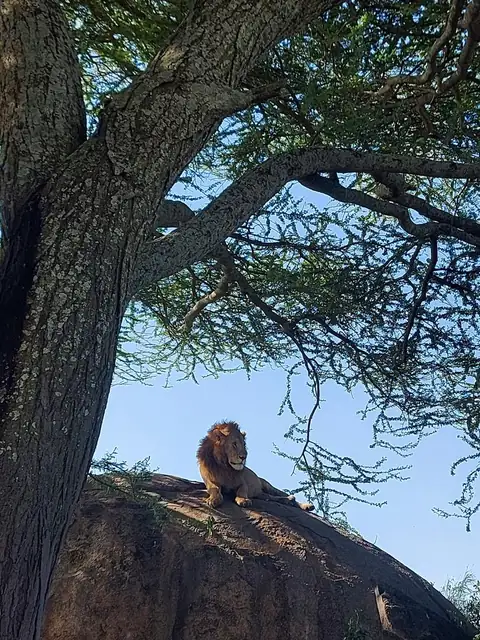 León sobre una roca entre las acacias