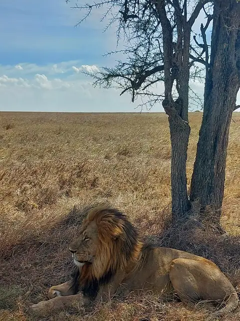 León tumbado al pie de una acacia