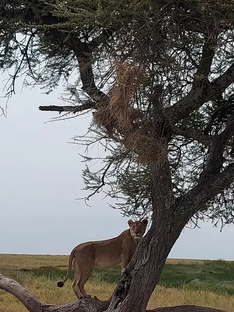 Leona subida a un árbol al atardecer
