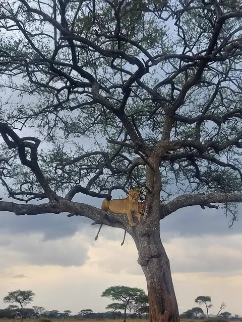 Leona descansando en un árbol bajo un cielo encapotado