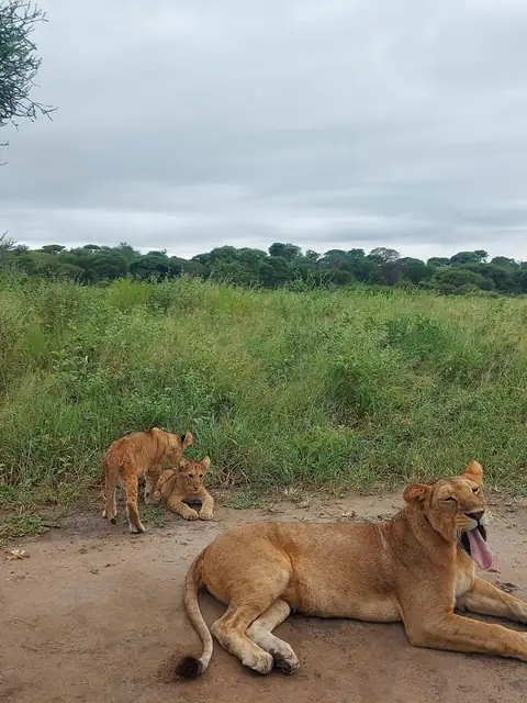 Leona bostezando mientras sus cachorros juegan