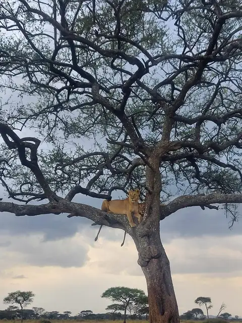 Leona dormida sobre la rama de una acacia