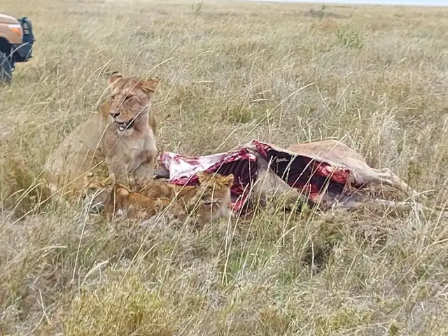 Leona junto a su presa entre la hierba alta