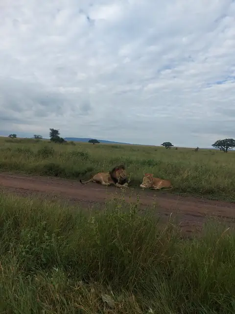 Leones descansando junto a la pista en la sabana