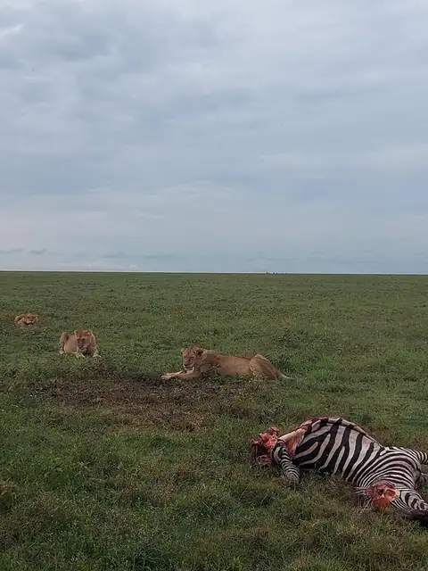 Leones junto a su presa en la llanura