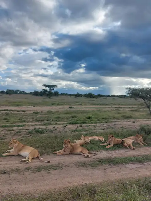 Grupo de leones descansando bajo un cielo de tormenta
