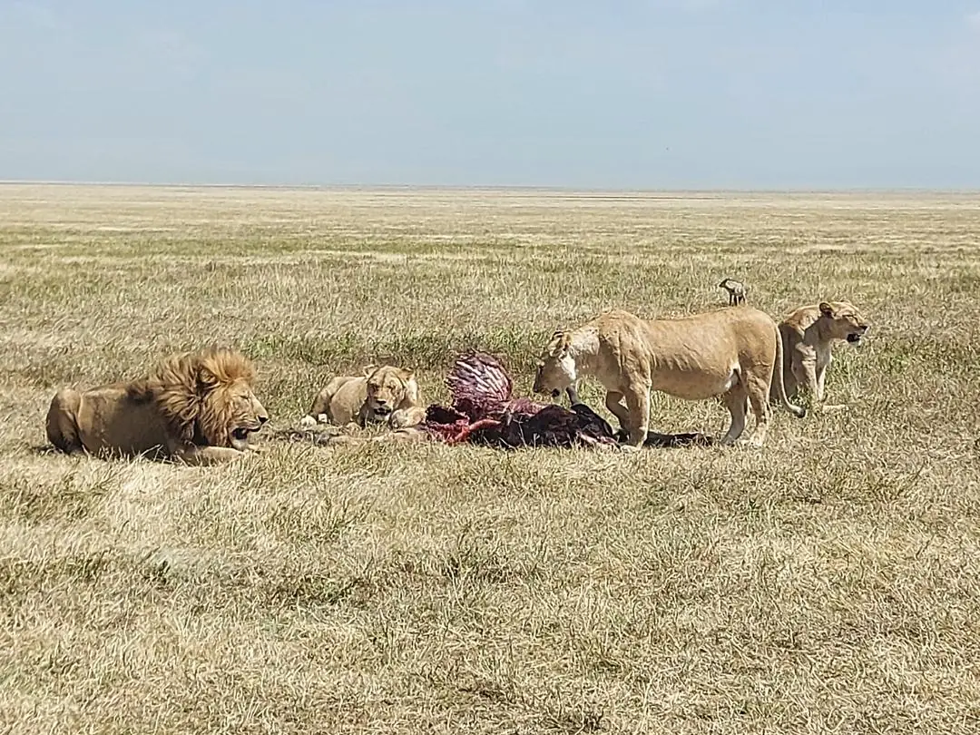 Grupo de leones con su presa en la llanura del Serengeti