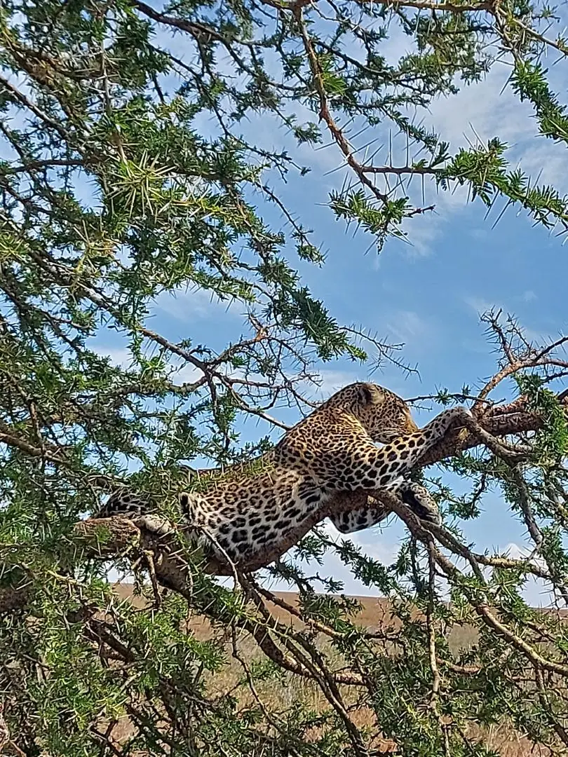 Leopardo estirado sobre la rama de una acacia
