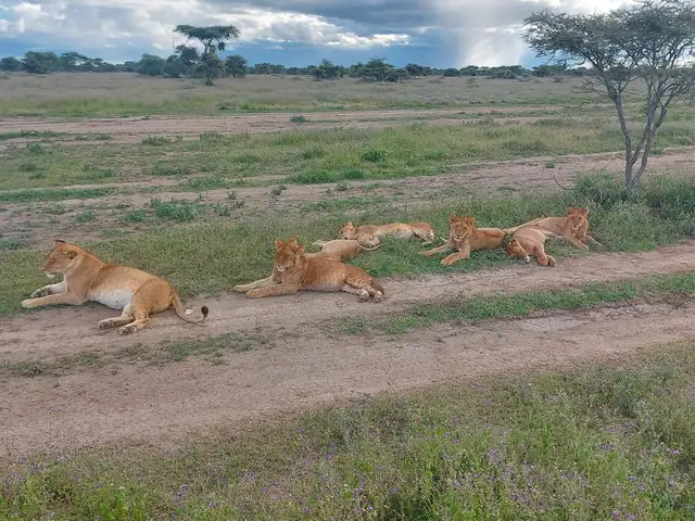 Manada de leones tumbada a lo largo de la pista