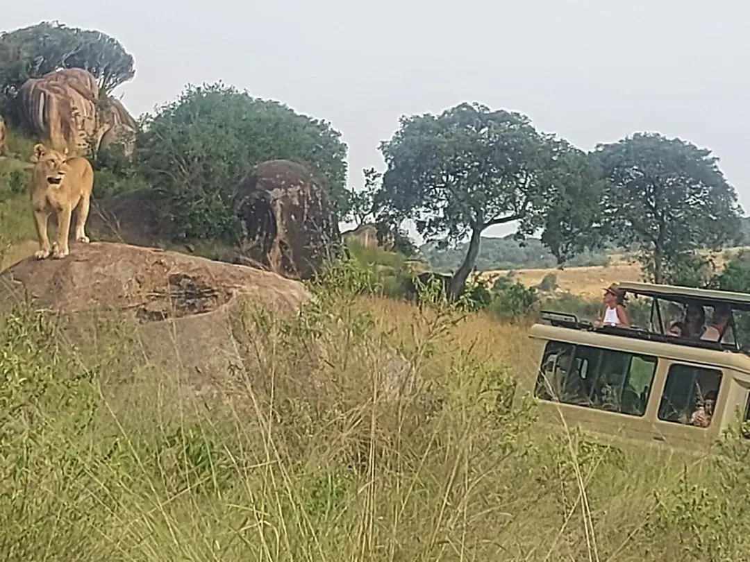 Vehículo de safari observando leones sobre las rocas