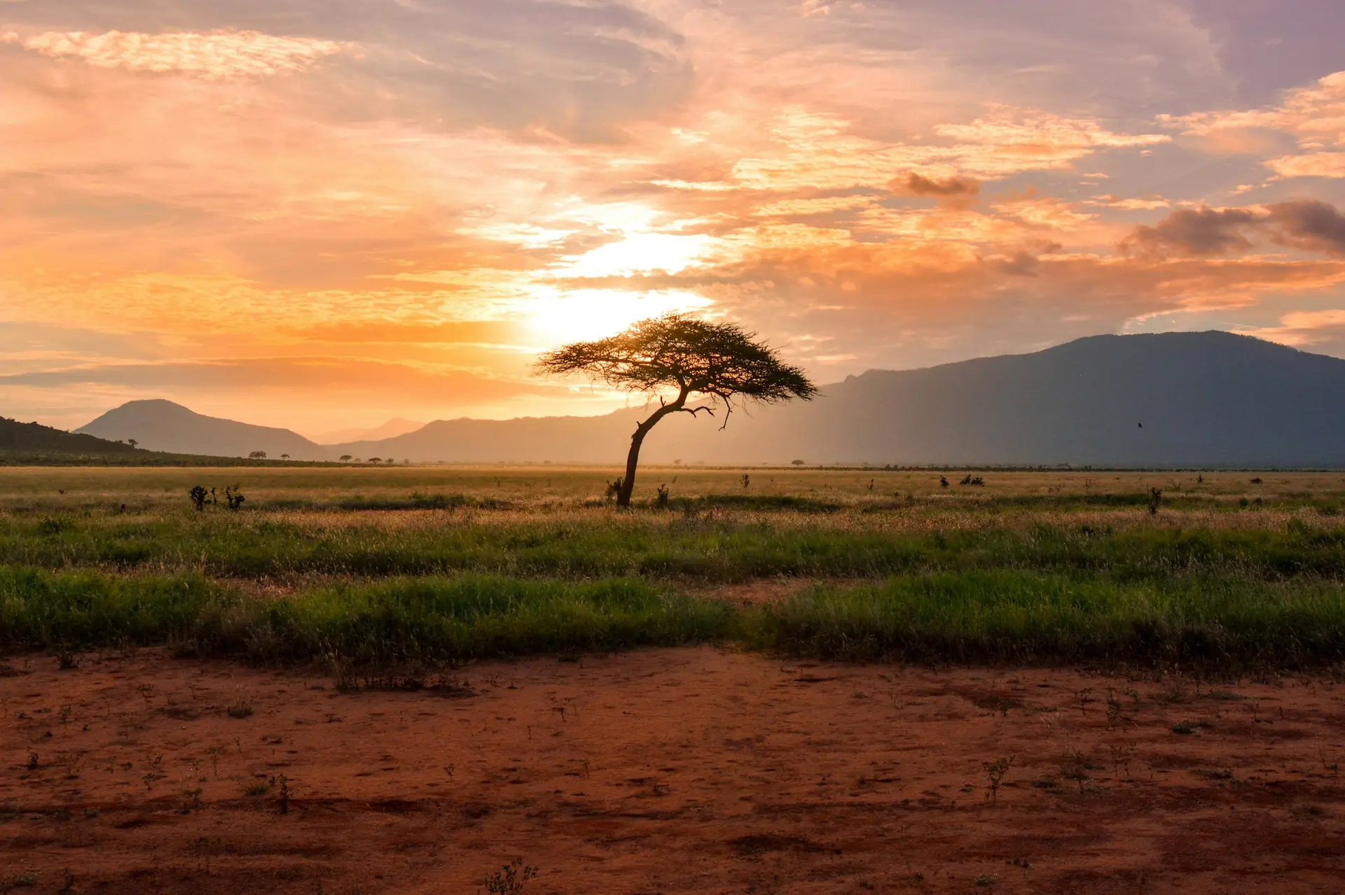Acacia solitaria contra un atardecer naranja en la sabana