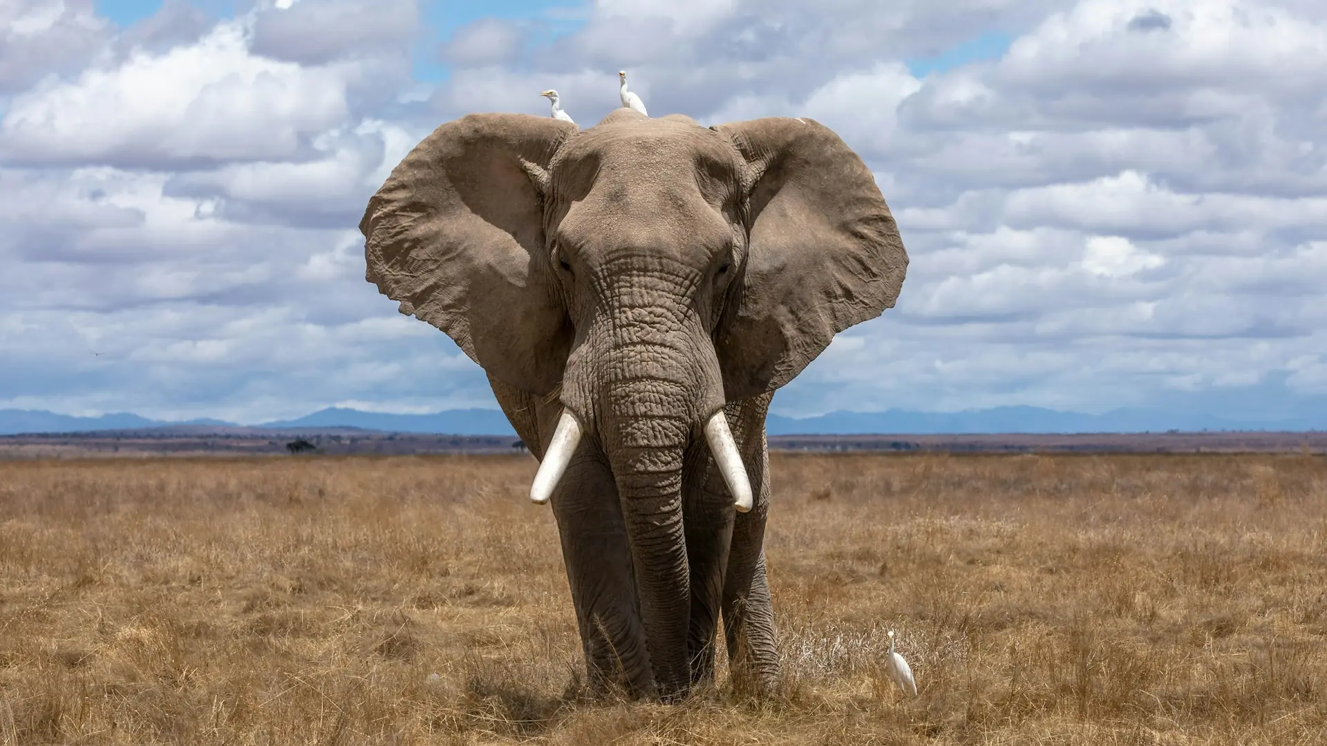 Elefante avanzando de frente por la sabana bajo nubes blancas